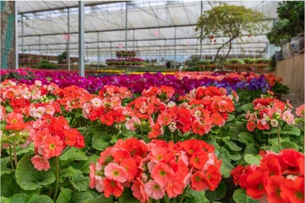 【四川疫情最新数据消息，四川最最新消息】