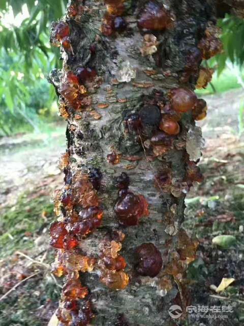 河北隆尧疫情最新消息/一亩桃树能产多少桃胶