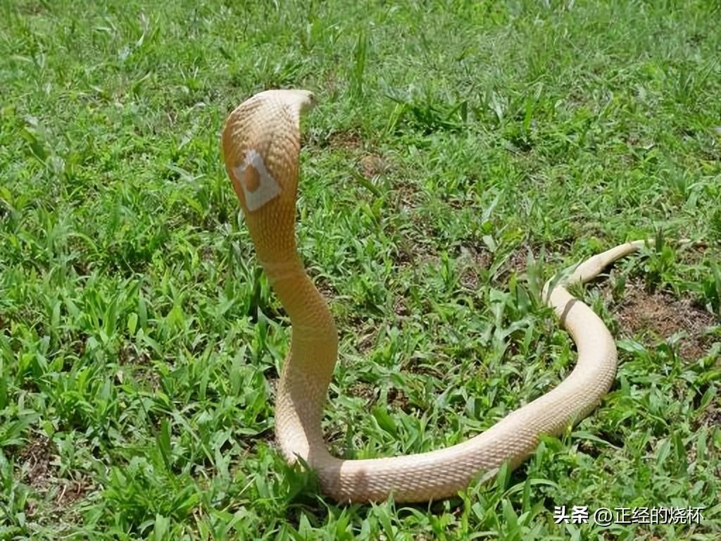 湖北新增本土无症状1例/湖北17例