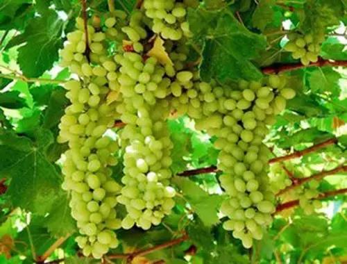 新疆新增240例无症状(新疆感染病例最新消息)